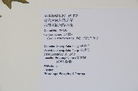 平伏莖白花菜、成功白花菜藏品圖，第2張