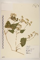 蔓澤蘭藏品圖，第1張