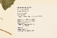 蔓澤蘭藏品圖，第2張