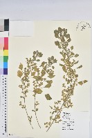 印度鐵莧藏品圖，第1張