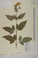 大花咸豐草藏品圖，第1張