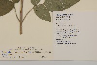 大花咸豐草藏品圖，第2張