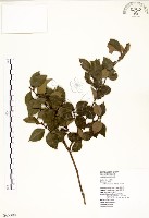 內苳子藏品圖，第1張