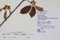 硬齒獼猴桃藏品圖，第2張