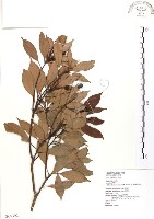 豬腳楠藏品圖，第1張