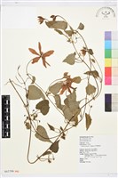 屏東鐵線蓮藏品圖，第2張