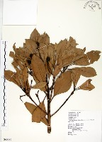 大葉楠藏品圖，第1張