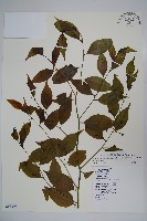 毛瓣蝴蝶木藏品圖，第1張