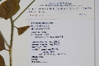 毛瓣蝴蝶木藏品圖，第2張