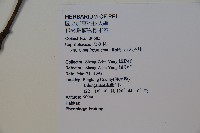 呂宋莢迷藏品圖，第2張