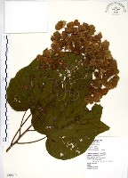 克蘭樹藏品圖，第1張