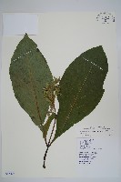 假酸漿藏品圖，第1張