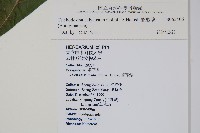 假酸漿藏品圖，第2張