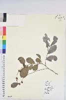 細葉饅頭果藏品圖，第1張