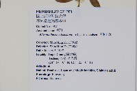 毛蓮子草藏品圖，第2張