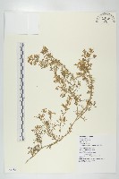 臭濱芥、臭薺藏品圖，第1張