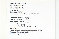 臭濱芥、臭薺藏品圖，第2張