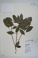 臺灣樹參藏品圖，第1張