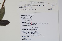 臺灣樹參藏品圖，第2張