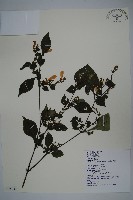 曲莖馬藍藏品圖，第1張