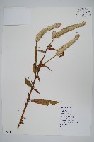 青葙藏品圖，第1張