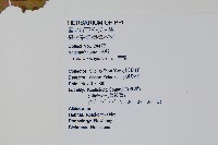 青葙藏品圖，第2張