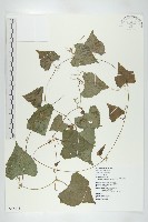 黑果馬交兒藏品圖，第1張