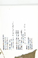 黑果馬交兒藏品圖，第2張