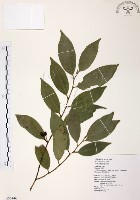 森氏紅淡比藏品圖，第1張