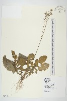 黃鵪菜藏品圖，第1張