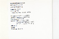 黃鵪菜藏品圖，第2張