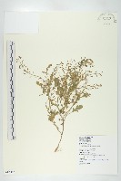 濕生葶藶藏品圖，第1張