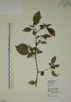 燈籠草藏品圖，第1張