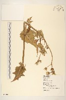 苦滇菜、苦菜藏品圖，第1張