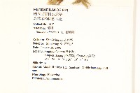 苦滇菜、苦菜藏品圖，第2張