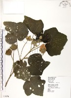 山芙蓉、臺灣山芙蓉、狗頭芙蓉藏品圖，第1張