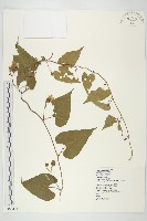 菜欒藤藏品圖，第1張