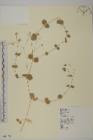 荷蓮豆草、菁芳草藏品圖，第1張