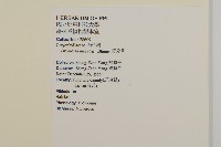 荷蓮豆草、菁芳草藏品圖，第2張