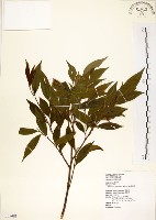 台灣楊桐藏品圖，第1張