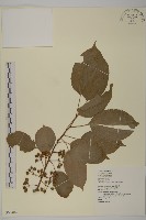 南華南蛇藤，青江藤藏品圖，第1張