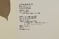 南華南蛇藤，青江藤藏品圖，第2張