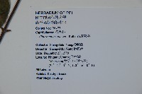 呂宋莢迷藏品圖，第2張