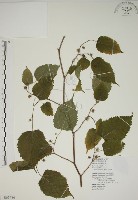 小桑樹藏品圖，第1張