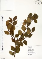 內苳子藏品圖，第1張