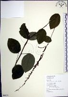 大葉山螞蝗藏品圖，第1張