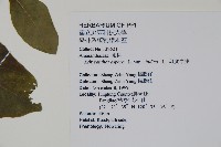 印度牛膝、土牛藤藏品圖，第2張