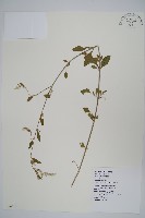 蔓雞冠、絹毛莧藏品圖，第1張