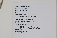 蔓雞冠、絹毛莧藏品圖，第2張