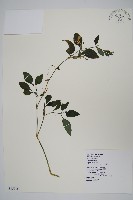 六角英, 槍刀菜藏品圖，第1張